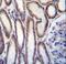 Mucin-20 antibody, LS-B15861, Lifespan Biosciences, Immunohistochemistry frozen image 