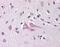Neuritin 1 antibody, NBP1-03026, Novus Biologicals, Immunohistochemistry paraffin image 