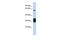 Histone-lysine N-methyltransferase SETMAR antibody, PA5-43676, Invitrogen Antibodies, Western Blot image 