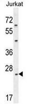Claudin 22 antibody, AP50947PU-N, Origene, Western Blot image 