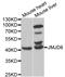 Bifunctional arginine demethylase and lysyl-hydroxylase JMJD6 antibody, TA332950, Origene, Western Blot image 