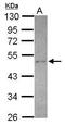 SEC14 Like Lipid Binding 2 antibody, PA5-30473, Invitrogen Antibodies, Western Blot image 