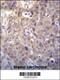 Homeodomain-interacting protein kinase 1 antibody, 56-445, ProSci, Immunohistochemistry frozen image 