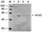 AD4 antibody, LS-C202981, Lifespan Biosciences, Western Blot image 