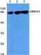 Leucine Rich Repeat Containing 41 antibody, PA5-36596, Invitrogen Antibodies, Western Blot image 