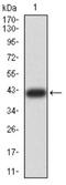BUB1 Mitotic Checkpoint Serine/Threonine Kinase antibody, NBP2-61719, Novus Biologicals, Western Blot image 
