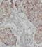Adenylate kinase isoenzyme 4, mitochondrial antibody, FNab00247, FineTest, Immunohistochemistry frozen image 