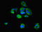 Midline 2 antibody, LS-C676043, Lifespan Biosciences, Immunofluorescence image 