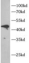 Desert Hedgehog Signaling Molecule antibody, FNab10747, FineTest, Western Blot image 