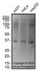 VPS26, Retromer Complex Component A antibody, NBP2-75922, Novus Biologicals, Western Blot image 