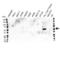 Cytochrome P450 Family 2 Subfamily E Member 1 antibody, VMA00156, Bio-Rad (formerly AbD Serotec) , Western Blot image 