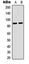Rabenosyn, RAB Effector antibody, orb315747, Biorbyt, Western Blot image 