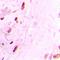 Ring Finger Protein 166 antibody, orb412695, Biorbyt, Immunohistochemistry paraffin image 