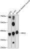 Histamine H2 receptor antibody, 15-408, ProSci, Western Blot image 