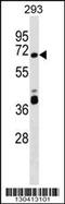 Zinc Finger Protein 79 antibody, 59-610, ProSci, Western Blot image 