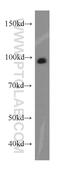 Protein unc-45 homolog A antibody, 19564-1-AP, Proteintech Group, Western Blot image 