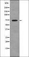 EPH Receptor A8 antibody, orb335812, Biorbyt, Western Blot image 