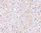 Leucine Rich Glioma Inactivated 1 antibody, A00850, Boster Biological Technology, Immunohistochemistry frozen image 