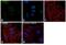 Heat shock 70 kDa protein 1A/1B antibody, PA5-34772, Invitrogen Antibodies, Immunofluorescence image 
