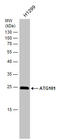 Autophagy-related protein 101 antibody, GTX132435, GeneTex, Western Blot image 