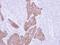 FRAT Regulator Of WNT Signaling Pathway 1 antibody, NBP1-31213, Novus Biologicals, Immunohistochemistry paraffin image 