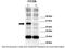 FXYD Domain Containing Ion Transport Regulator 5 antibody, 28-718, ProSci, Western Blot image 