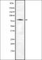 BCAM antibody, orb336994, Biorbyt, Western Blot image 
