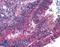 Anaphase Promoting Complex Subunit 1 antibody, LS-B68, Lifespan Biosciences, Immunohistochemistry paraffin image 