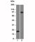 Cadherin 1 antibody, V3047-100UG, NSJ Bioreagents, Flow Cytometry image 