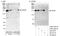 SIN3 Transcription Regulator Family Member A antibody, A300-724A, Bethyl Labs, Western Blot image 