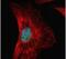 Serine And Arginine Rich Splicing Factor 1 antibody, PA5-30220, Invitrogen Antibodies, Immunofluorescence image 