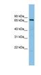A-Kinase Anchoring Protein 10 antibody, NBP1-56509, Novus Biologicals, Western Blot image 