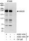 MAP kinase-activating death domain protein antibody, A302-144A, Bethyl Labs, Immunoprecipitation image 