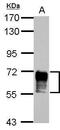 NGFI-A-binding protein 2 antibody, PA5-27925, Invitrogen Antibodies, Western Blot image 