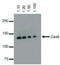 Cas9 antibody, TA160002, Origene, Western Blot image 