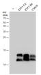 Enterovirus antibody, GTX132344, GeneTex, Western Blot image 