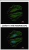 Chromosome 8 Open Reading Frame 48 antibody, NBP2-15652, Novus Biologicals, Immunocytochemistry image 