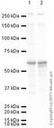 Protein disulfide-isomerase A2 antibody, ab31811, Abcam, Western Blot image 