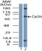 Cactin, Spliceosome C Complex Subunit antibody, NBP1-70775, Novus Biologicals, Western Blot image 