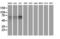 Kelch Like ECH Associated Protein 1 antibody, LS-C172468, Lifespan Biosciences, Western Blot image 