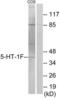 5-Hydroxytryptamine Receptor 1F antibody, LS-C119367, Lifespan Biosciences, Western Blot image 