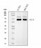 Glutaminase antibody, M01272-3, Boster Biological Technology, Western Blot image 