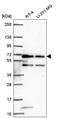 Methyltransferase-like protein 16 antibody, HPA059798, Atlas Antibodies, Western Blot image 