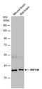 RING finger protein 146 antibody, PA5-78565, Invitrogen Antibodies, Western Blot image 
