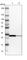 Mitochondrial glutamate carrier 1 antibody, HPA014662, Atlas Antibodies, Western Blot image 
