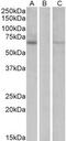 Makorin Ring Finger Protein 1 antibody, MBS422746, MyBioSource, Western Blot image 