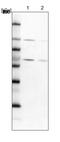 RNA Binding Motif Protein 19 antibody, PA5-58567, Invitrogen Antibodies, Western Blot image 