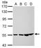 Coiled-Coil Domain Containing 105 antibody, PA5-32078, Invitrogen Antibodies, Western Blot image 