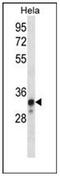 NADH dehydrogenase [ubiquinone] iron-sulfur protein 8, mitochondrial antibody, AP52845PU-N, Origene, Western Blot image 