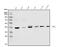 Poly(RC) Binding Protein 2 antibody, A02425-2, Boster Biological Technology, Western Blot image 